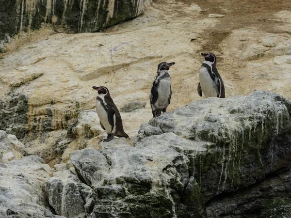Şili vahşi penguen patagonya