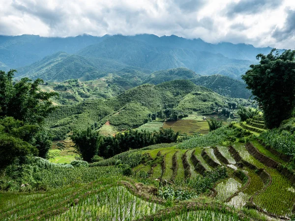 Vietnam Sapa Rice alanları görünümü