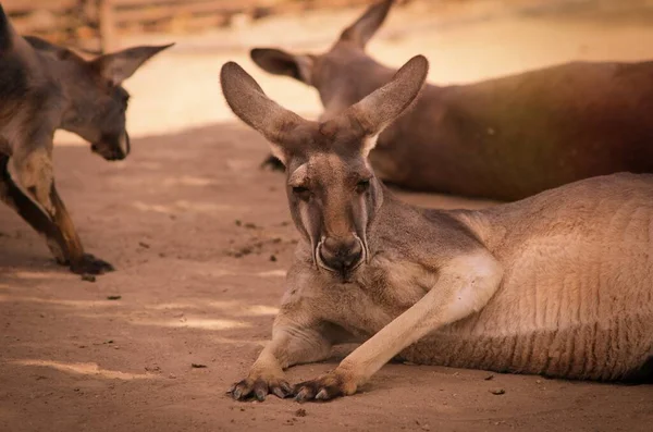 Kanguru, yerdeki akrabaların şirketinde uzanıyor ve uzaklığa bakıyor.