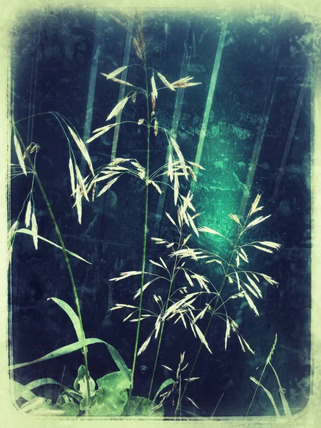 Gräs Och Smaragdljus — Stockfoto