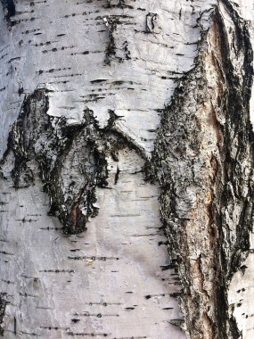 Huş kabuğu ile gövde