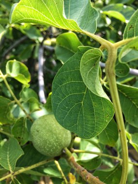 Bahçede ceviz ağacı