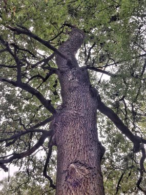 gökyüzüne karşı büyük bir meşe ağacının dalları