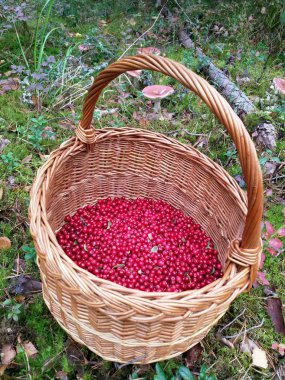 Sonbaharda ormanda yeşil çim üzerinde sepetkırmızı çilek