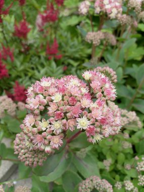 Yaz aylarında bahçede çiçek açan stonecrop soluk pembe çiçeklerin Closeup