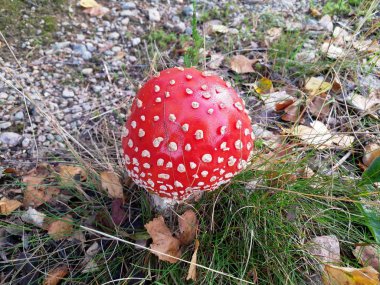 Sonbaharda yeşil ormanda kırmızı ve beyaz sinek agaric amanita Closeup.