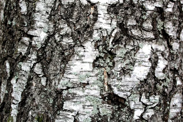 白木树皮 — 图库照片