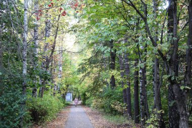 Park, sokak, orman, yol