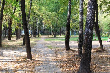 pare, yol, ağaçlar, yeşillik