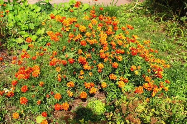 Сад Клумба Пейзаж Трава Цветы — стоковое фото