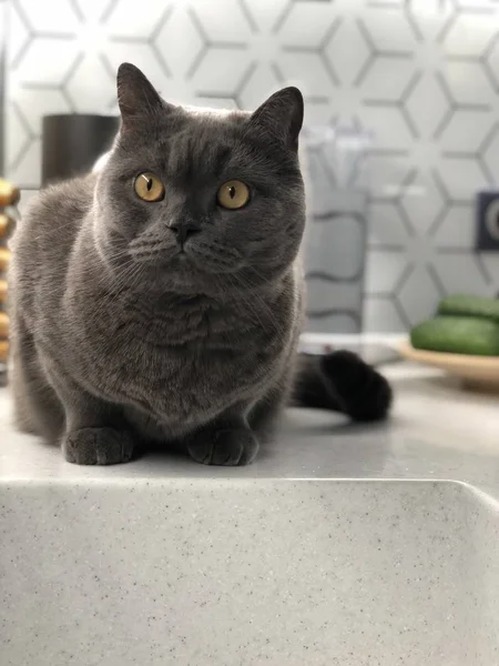 British grey fat cat