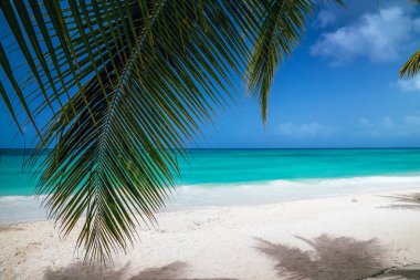 avuç içi kıyı şeridi caribbean Beach.