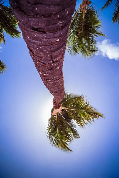 Palm tree close-up at tropical island.
