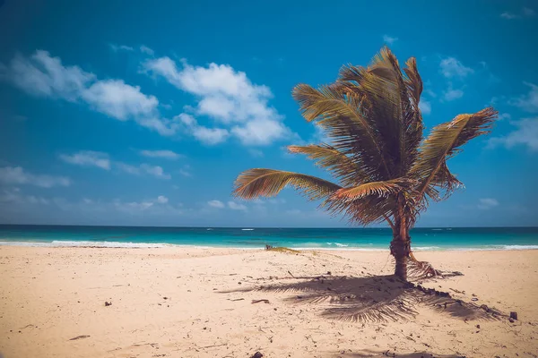 Bela Praia Tropical Com Coqueiro Céu Azul Paisagem Paraíso Praia — Fotografia de Stock