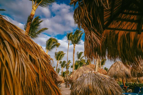 Cadeiras de praia, guarda-chuva e palmeiras . — Fotografia de Stock