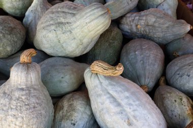 Organik, taze çiftlik kabağı. Ekolojik doğal sebze...
