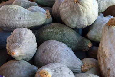 Organik, taze çiftlik kabağı. Ekolojik doğal sebze...
