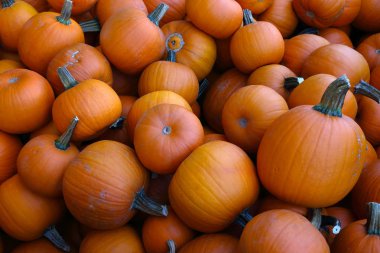 Organik, taze çiftlik kabağı. Ekolojik doğal sebze...