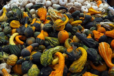 Organik, taze çiftlik kabağı. Ekolojik doğal sebze...