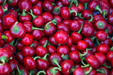 Organik, taze acı biber. Ekolojik doğal sebze geçmişi