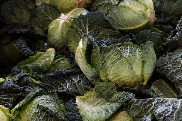 Ecologic, natural cultivated vegetables. Organic, fresh cabbage. Ecologic natural vegetable background.