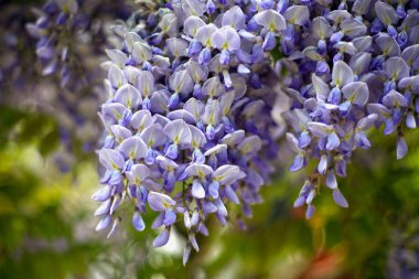 Mavi çiçek demetini yakın plan çek.