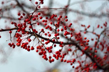 Ağaç dallarında kırmızı böğürtlen, yakın çekim 