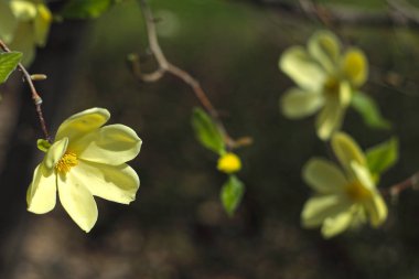 Ağaçtaki sarı çiçekleri yakın çekim