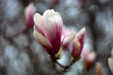 Ağaçta çiçek açan pembe çiçekleri yakın plan çek.