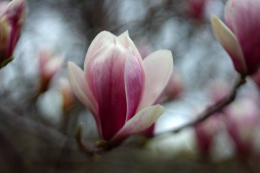 Ağaçta çiçek açan pembe çiçekleri yakın plan çek.