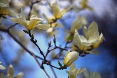 Ağaçtaki sarı çiçekleri yakın çekim