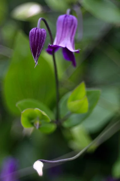 Close Shot Blooming Purple Flowers — Stock Photo, Image