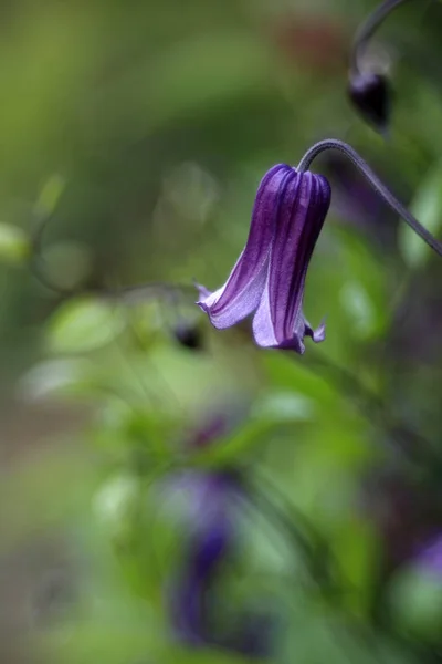 Close Shot Blooming Purple Flower — Stock Photo, Image