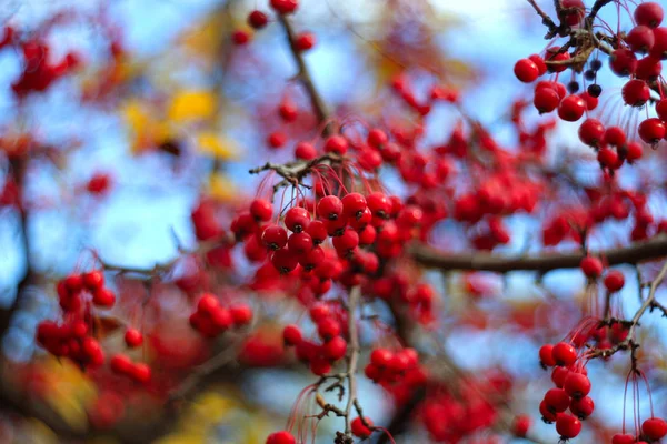 红浆果在树枝上 近距离拍摄 — 图库照片