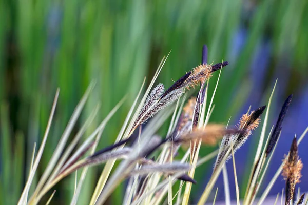 Gros Plan Herbe Plein Soleil — Photo