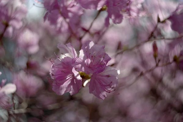 Close Tiro Flores Rosa Florescendo Árvore — Fotografia de Stock