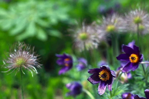 陽射しの下で野の花を咲かせ — ストック写真