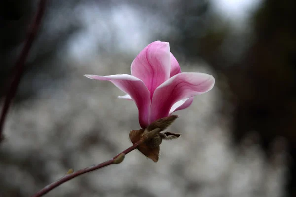 Close Shot Blooming Pink Flower Tree — Stock Photo, Image