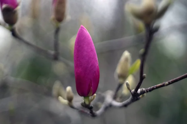 Close Shot Pink Flower Bud — Stock Photo, Image