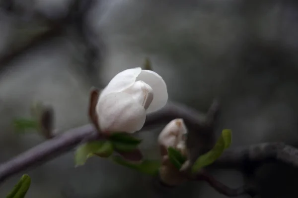 Close Shot Blooming White Flower Tree — Stock Photo, Image