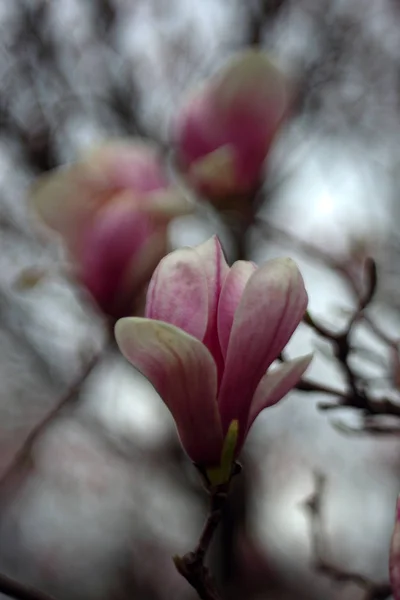 Крупним Планом Знімок Квітучих Рожевих Квітів Дереві — стокове фото