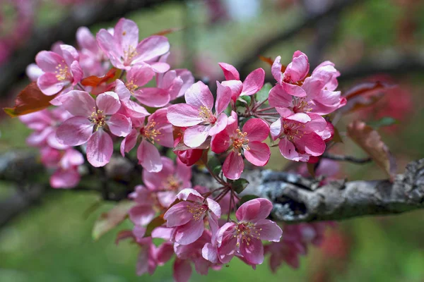 Close Tiro Flores Rosa Florescendo Árvore — Fotografia de Stock