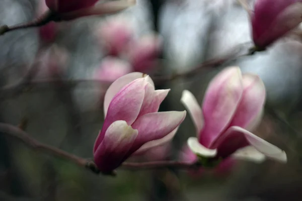 Close Shot Blooming Pink Flowers Tree — Stock Photo, Image