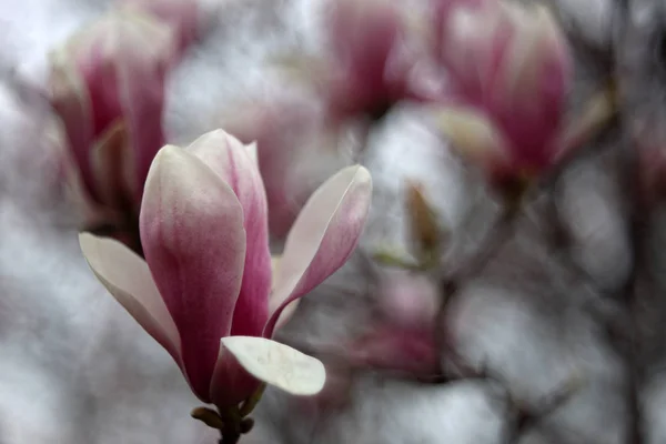 Κοντινό Πλάνο Των Ανθισμένων Ροζ Λουλουδιών Στο Δέντρο — Φωτογραφία Αρχείου