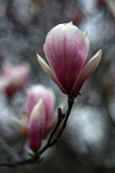 Крупним Планом Постріл Квітучої Рожевої Квітки Дереві — стокове фото