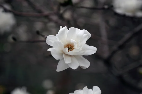 Close Shot Blooming White Flower Tree — Stock Photo, Image