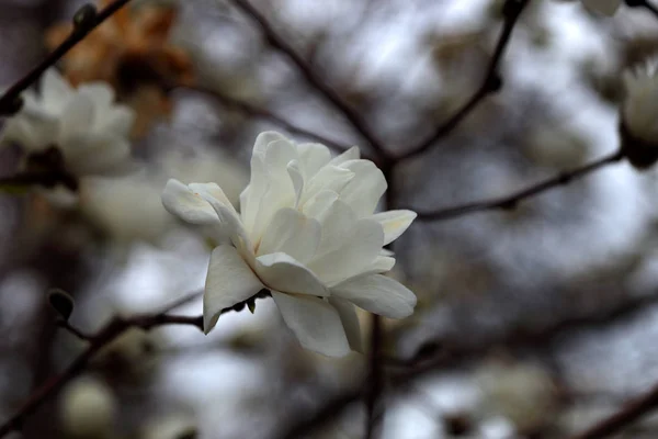 Primer Plano Plano Flor Blanca Árbol — Foto de Stock