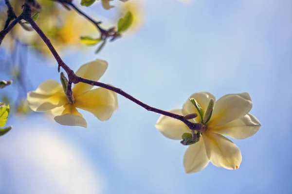 Close Tiro Flores Amarelas Árvore — Fotografia de Stock