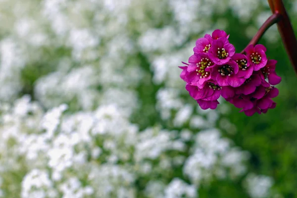 Primo Piano Colpo Fiori Freschi Giardino — Foto Stock