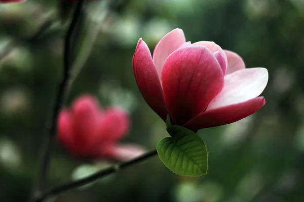 Close Shot Blooming Magnolia Flower — Stock Photo, Image